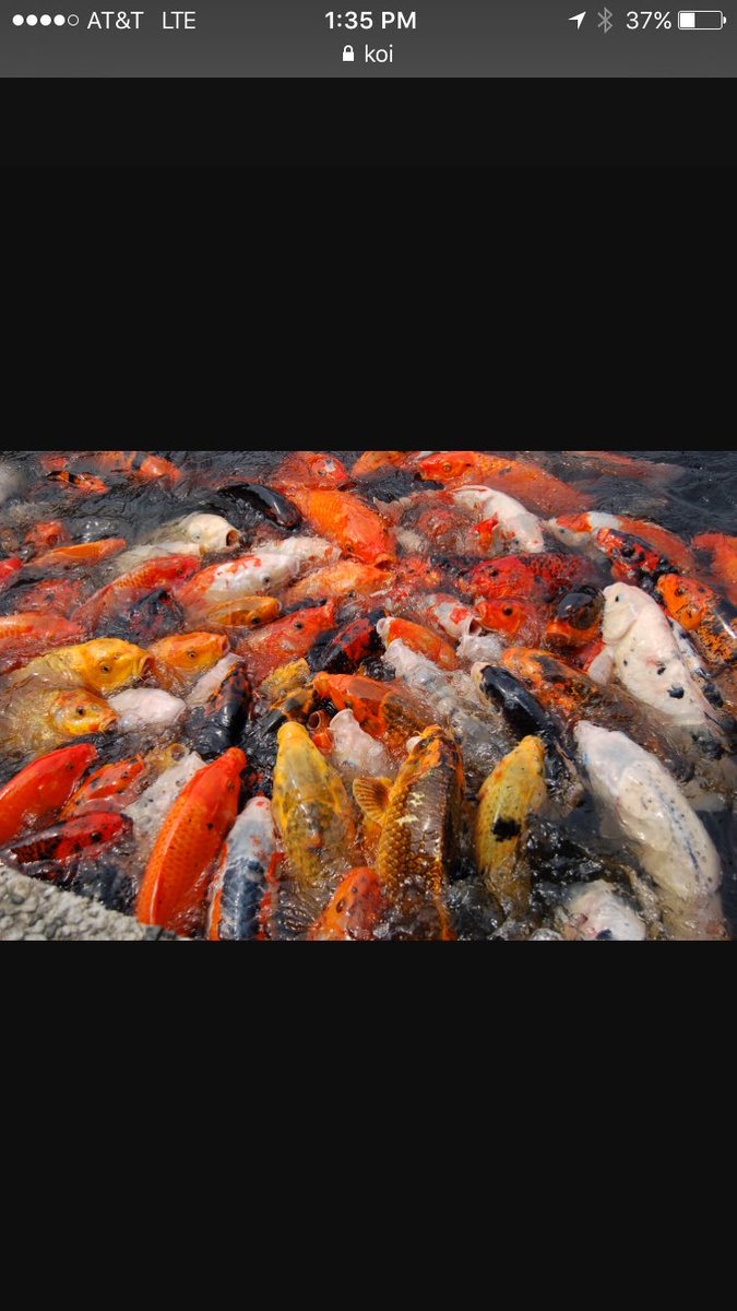 Paul_Anninos's tweet photo. McClure @500Startups venture in SE Asia - "like shooting Koi in a barrel" @TheFusionConf #SEVC16 https://t.co/GU2hci0vOB