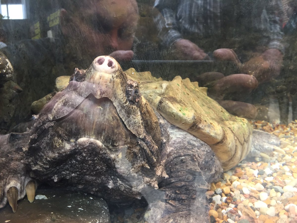 coldburrn's tweet image. Alligator Snapping Turtle saying hello at the Reptile Rendezvous exhibit the other day #NRT255