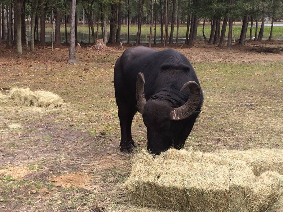 Exotic Meat Market tweet media