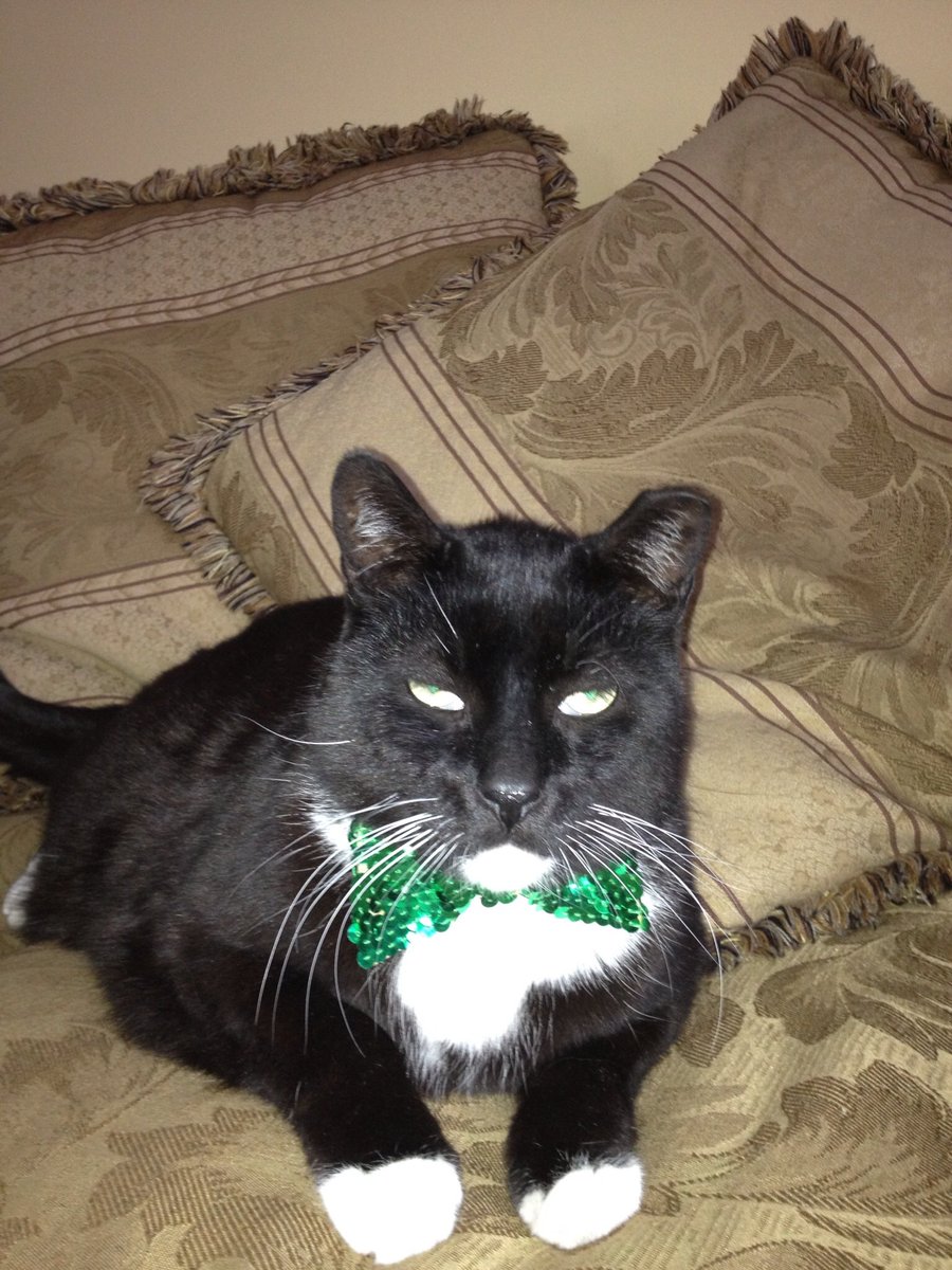 meganpeet's tweet photo. Shaymus is ready for St. Patrick's Day! #supercatsaturday @AmyFreeze7 https://t.co/KORLm1x8JX