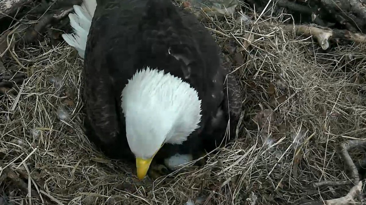 Egg #1 began the hatching process last night! Catch a glimpse on the live #dceaglecam: dceaglecam.eagles.org