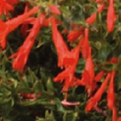 ePlantSource's tweet image. Zauschneria garrettii: Another hummingbird flower, and is drought tolerant

hubs.ly/H02pqsP0 by @ePlantSource