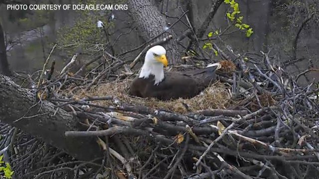Waste a few minutes of your day watching live feed of this awesome bald eagle nest. whdh.com/story/31496040… #7News