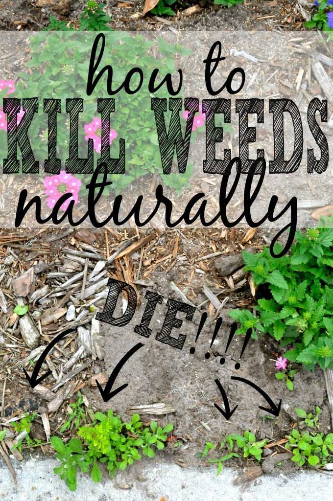 vcreekgarden's tweet photo. Using Vodka, Vinegar and Water to Kill #Weeds - https://t.co/HCo1FKIKpV
#GardenSolution #GetRidOfWeeds https://t.co/GapXlD0ZxR