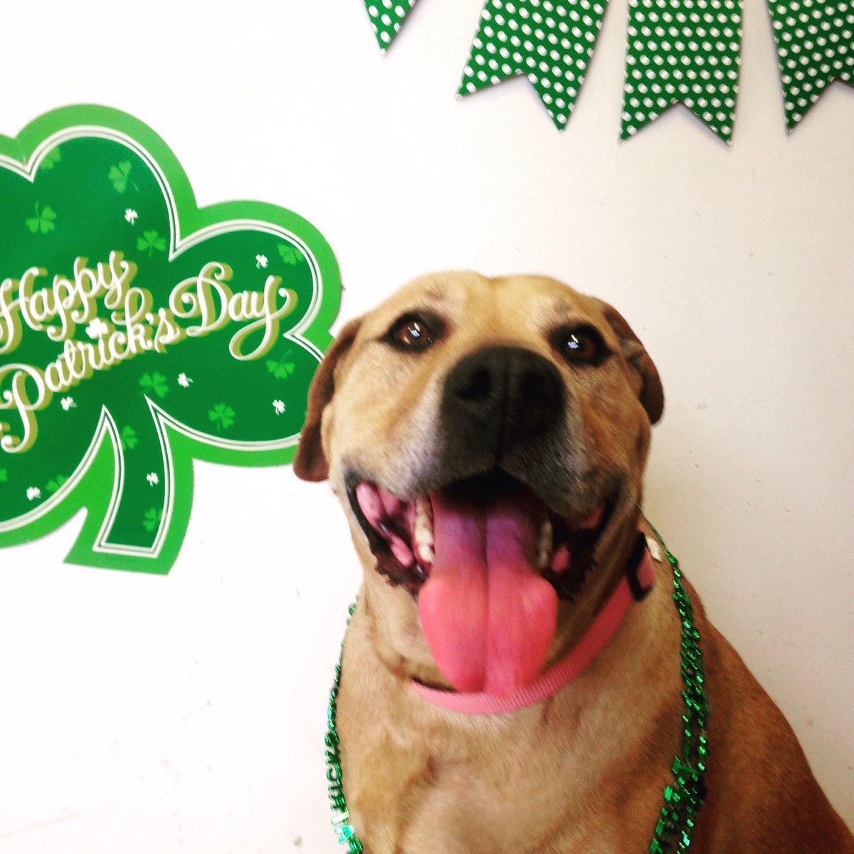 HumaneRescue's tweet photo. The Luck of the Irish was on Fru Fru's side when she was ADOPTED this week! 🍀 #HappyStPatricksDay #AdoptDC #AdoptWHS https://t.co/hgai0E6EaI