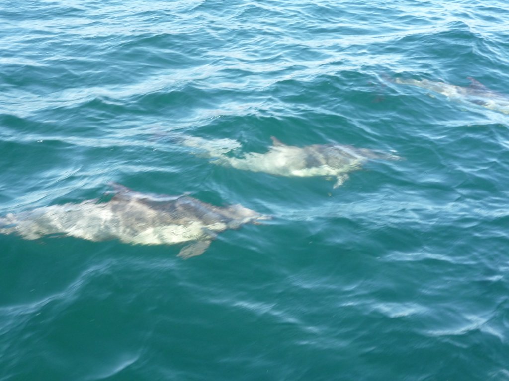 It's thrilling to watch common Baja dolphins from bow of the boat #BCS #BajaSur <a href="/MarineSupplyBCS/">Marine Supply La Paz</a> <a href="/IslaEspiriSanto/">Isla Espiritu Santo</a>