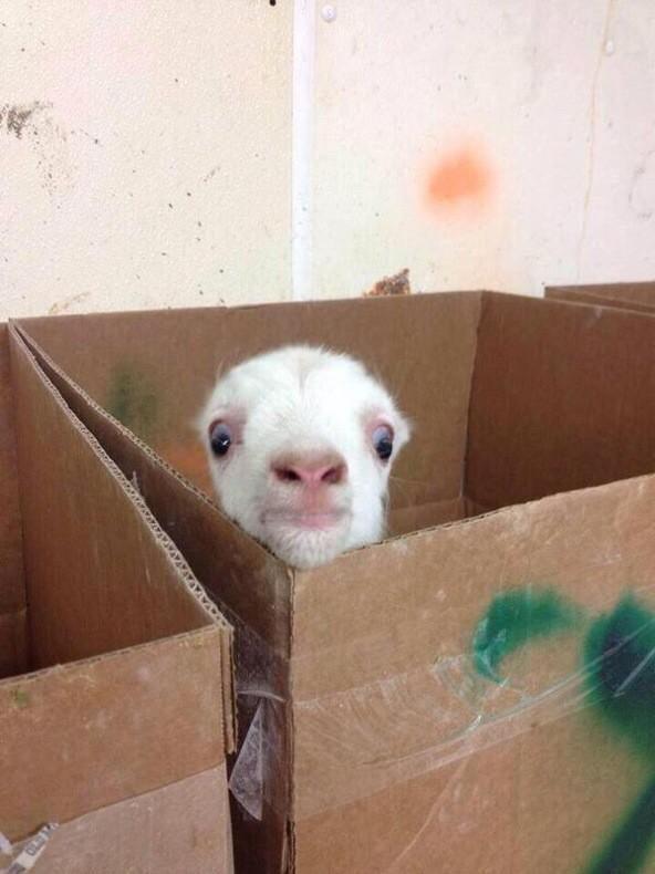 When you home alone taking a shower and u hear a noise