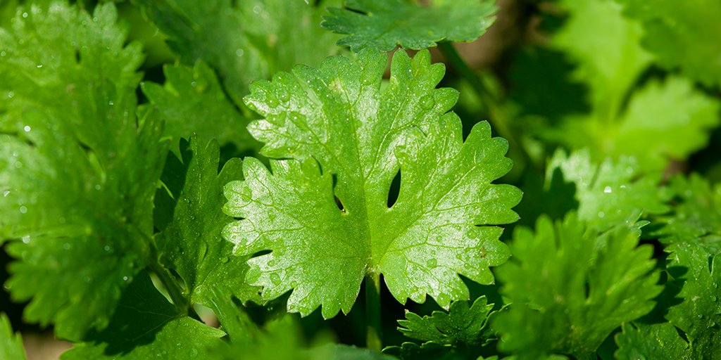 Chipotle tweet media