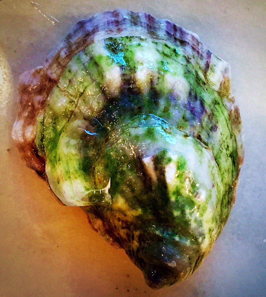 ElColmado_NYC's tweet photo. Getting into the #StPattysDay2016 spirit with Irish Point oysters for happy hour!  #happyhour #oysters https://t.co/GnmRzCe0e1
