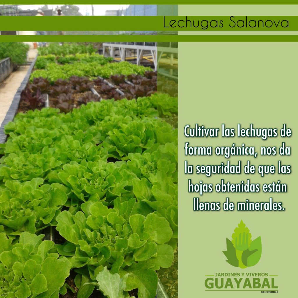 JardinGuayabal's tweet image. Lechuga Salanova