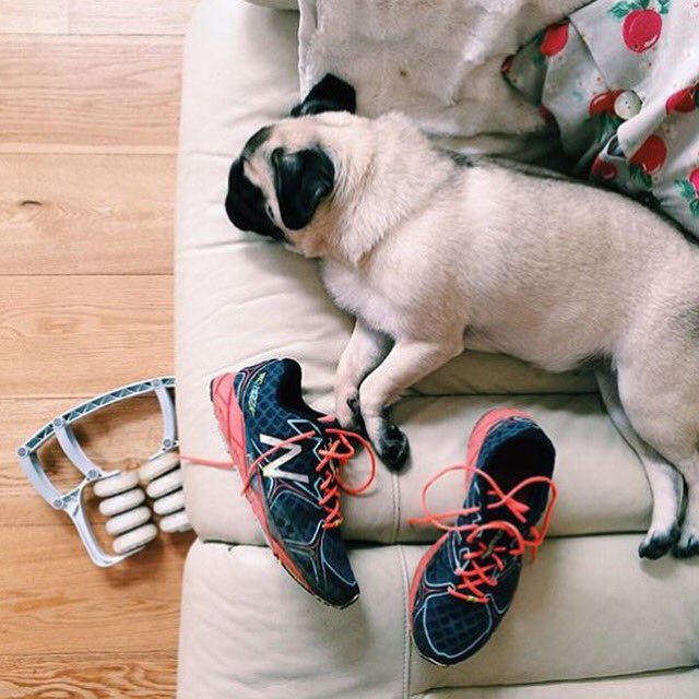 ROLLRecovery's tweet photo. We know EXACTLY how this little pup feels 😂🙋💤 #PostRun #PostRoll #R8 #ROLLRecovery #Recover #NapTime https://t.co/fTxsyebq2b