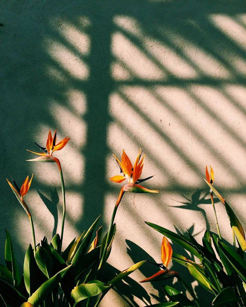 Jack_Caffrey's tweet photo. Happy Paddys Day from the National Botanic Gardens, Dublin.
#☘
#VSCO
#VSCOcam
#MPNselects https://t.co/p2o9yfDvQQ https://t.co/vynibgPWlD