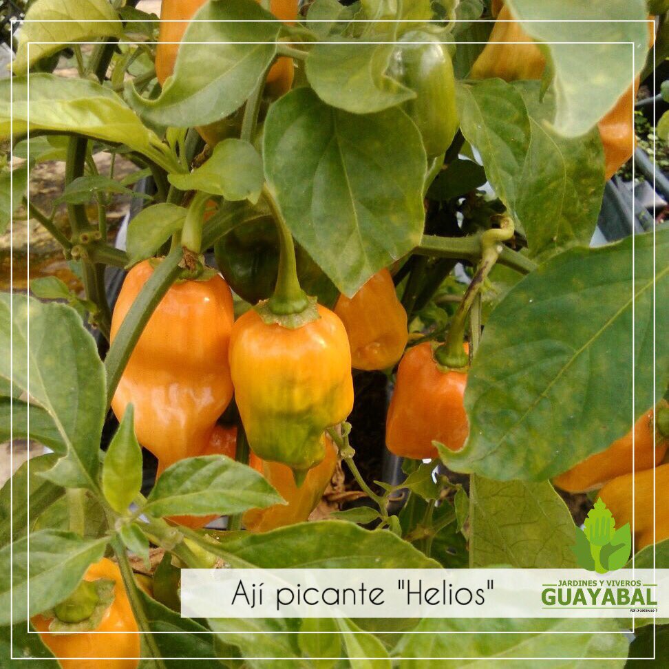 JardinGuayabal's tweet image. Cosecha orgánica de Ají Picante "Helios". Es una planta de amplio consumo en la condimentación de muchos alimentos.