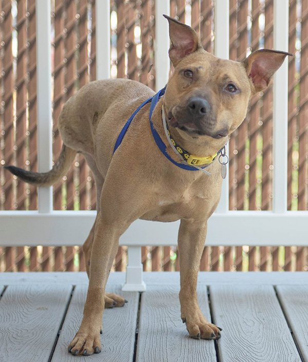 #Foster Olive(R161120) is a terrier mix w/  a big heart. Please email tarag@animalleauge.org with questions!