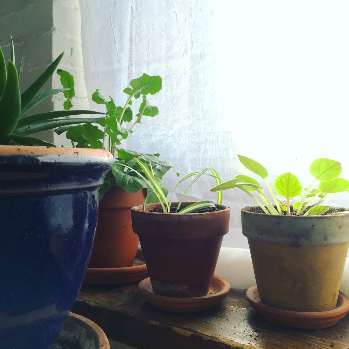 JennaB18's tweet photo. Little bits of green, glowing in the afternoon sun. Happy St. Patrick's Day, everyone! https://t.co/QmwYyHe5Nk