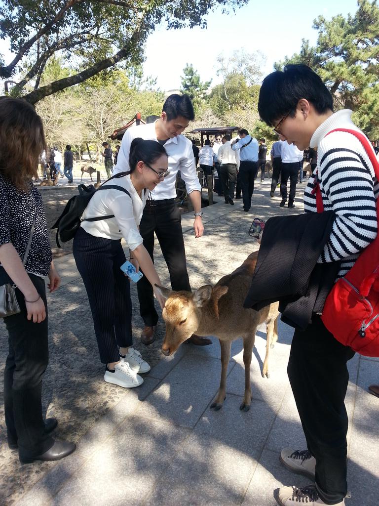 jsomgraddean's tweet photo. @jindal grad students explore the most beautiful park in Osaka. Known for sweet dear who bow for a treat! https://t.co/vr62BUOWaJ