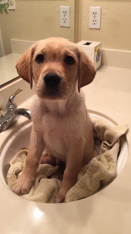 thefemaleboook's tweet photo. just going to leave this cutie here for you https://t.co/It6EUuHODz