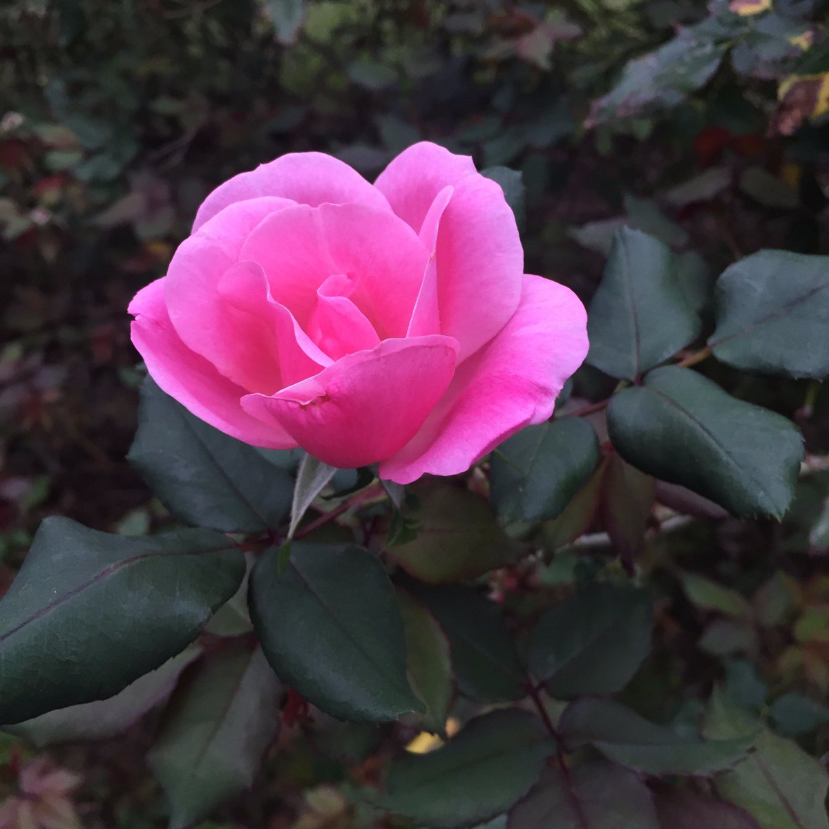 It's #spring in #Austin! #prettyinpink #flowerpower #nature