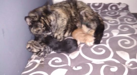Sing_MeToSleep_'s tweet photo. 8 gatitos recién nacidos buscan casa en Córdoba. Si estáis interesados mandad un DM! Dad RT, porfa. https://t.co/KLjXlc2MX6