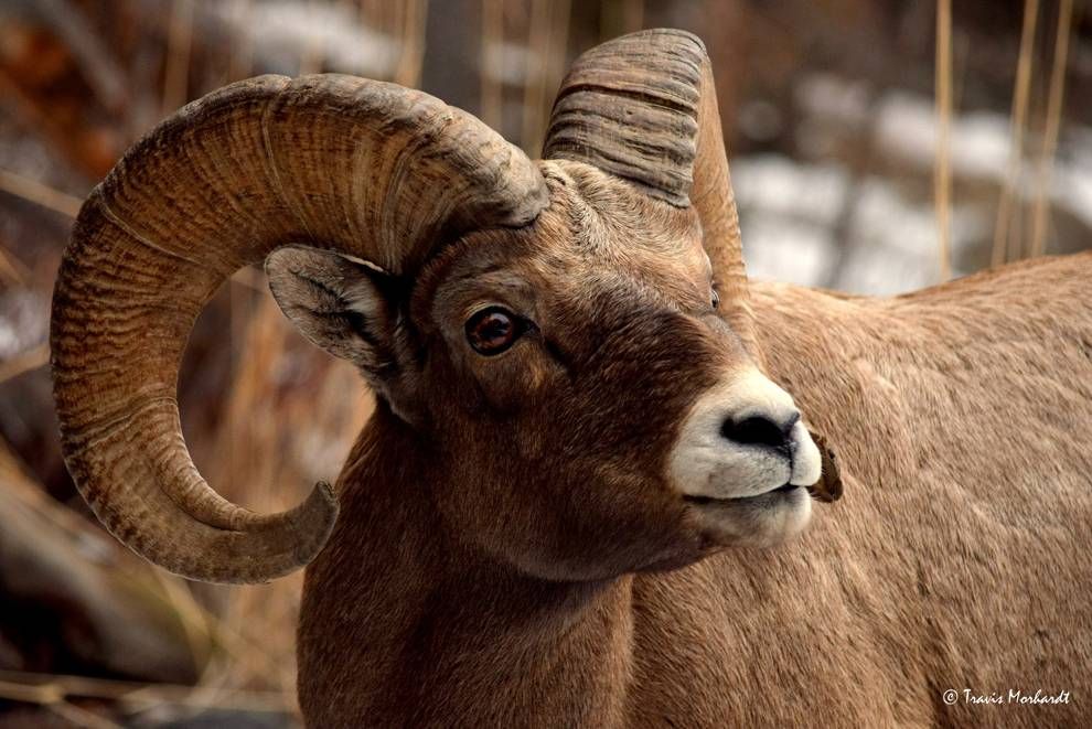 PlanetGreen's tweet image. The surprising way bighorn sheep use their horns bit.ly/1pMzpb2