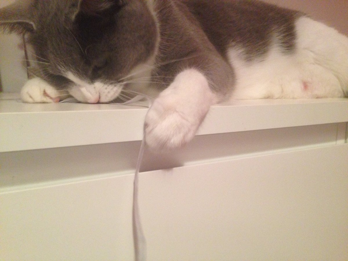 Cleo is obsessed with a bit of ribbon she's found! #CatsOfTwitter #cleo&amp;milo
