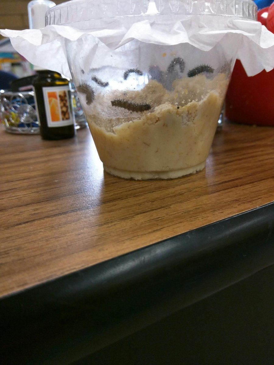 Hillside Elementary tweet media