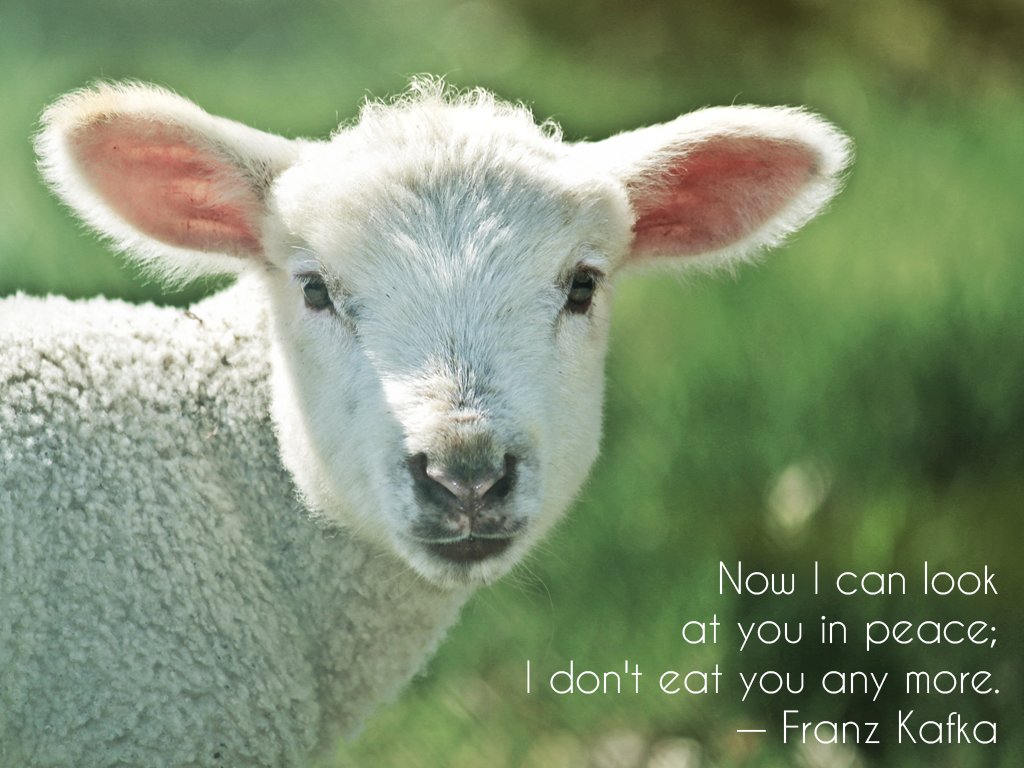 teecotee's tweet image. #GoVegan #vegan #veganhour #veganeaster #plantbased #lamb #AnimalRights #Animals #farm365 #kafka #Veganism