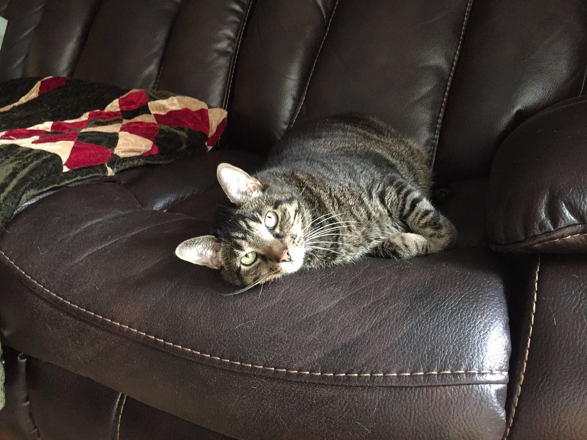 But is it really 'your' seat? Don't we share everything, I share by leaving my fur everywhere for you 😺
