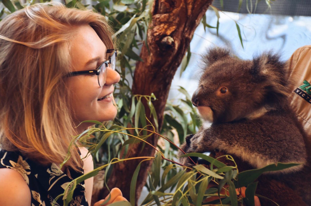 ryan_the_ryan's tweet photo. 🐨 https://t.co/ufSivSlRzL