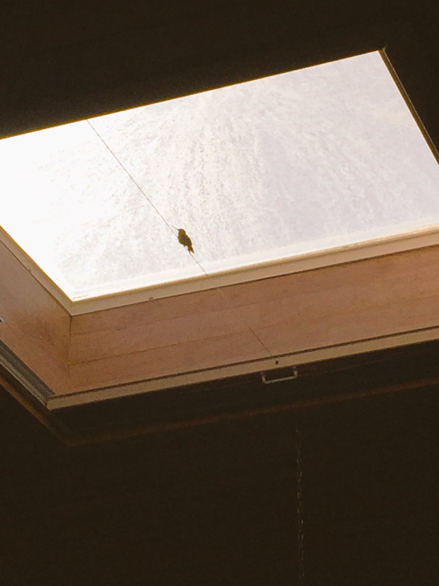 DeltaQTech's tweet photo. It's an exciting day at the office when a wild hummingbird decides to stop by and join us. #DeltaQLife #wildlife https://t.co/bAePccnZkJ