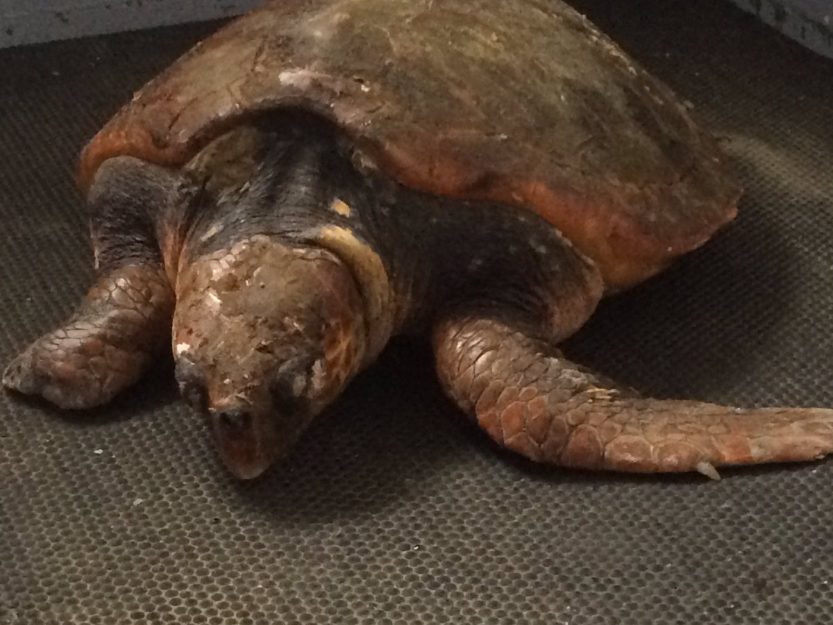 SteveJByrne's tweet image. 1st time in my life I'm off to pick up a hot tub for a #turtle 2moro #thanks to Spa De L Mare for Olivia @GSPCA