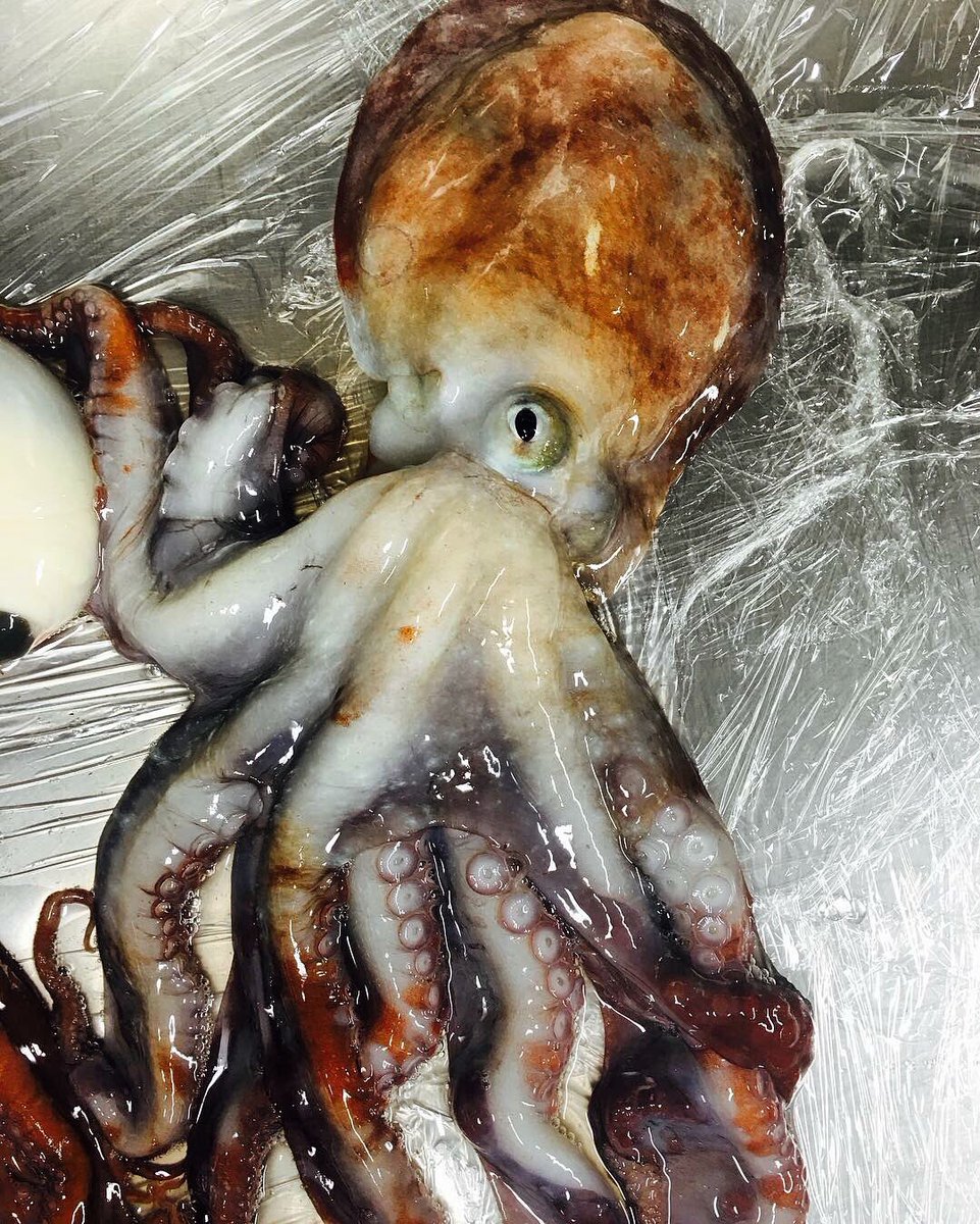 hooked_ak's tweet photo. @SALTalaska Chef Uddipa preparing fresh Alaskan Octopuses from Hooked Seafood Co.! #wheretoeatinjuneau https://t.co/fidc7PXdF2