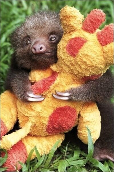 ROAD_TRlP's tweet image. Sloth with his stuffed Giraffe.