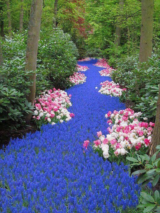 River of Flowers, Holland.