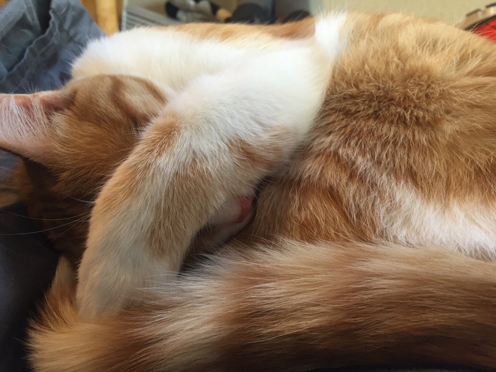 PSA: #gingersteve is actually #gingerstevie. Thanks Ned Vet Clinic for clearing that up! #dooooooh