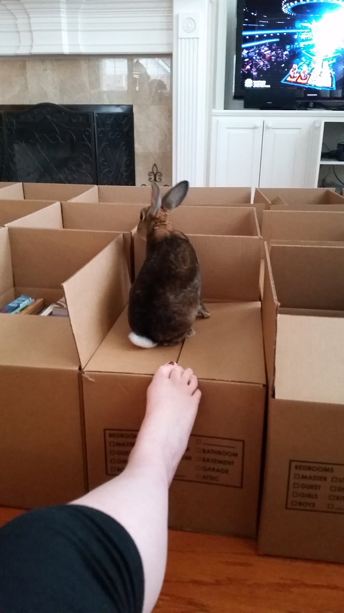 GunnerTheRabbit's tweet photo. This is my moving box now, I sit. https://t.co/ur6JSd9eez
