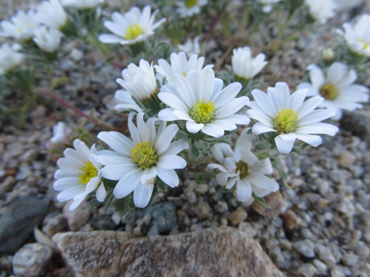 tstou10's tweet photo. #Monoptilon (#Asteraceae) w/ decent showing 4 #megaridiculousbloom on pavement plain #habitat N-side #ChuckwallaMtns https://t.co/ZinpAvPiiP