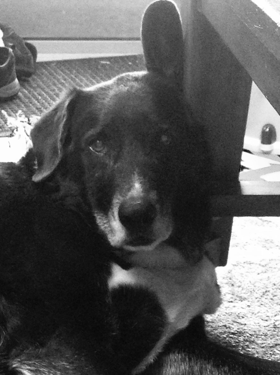 Soxious's tweet photo. Puppy pondering #EarsUp #soxious https://t.co/yedeX7Yj32