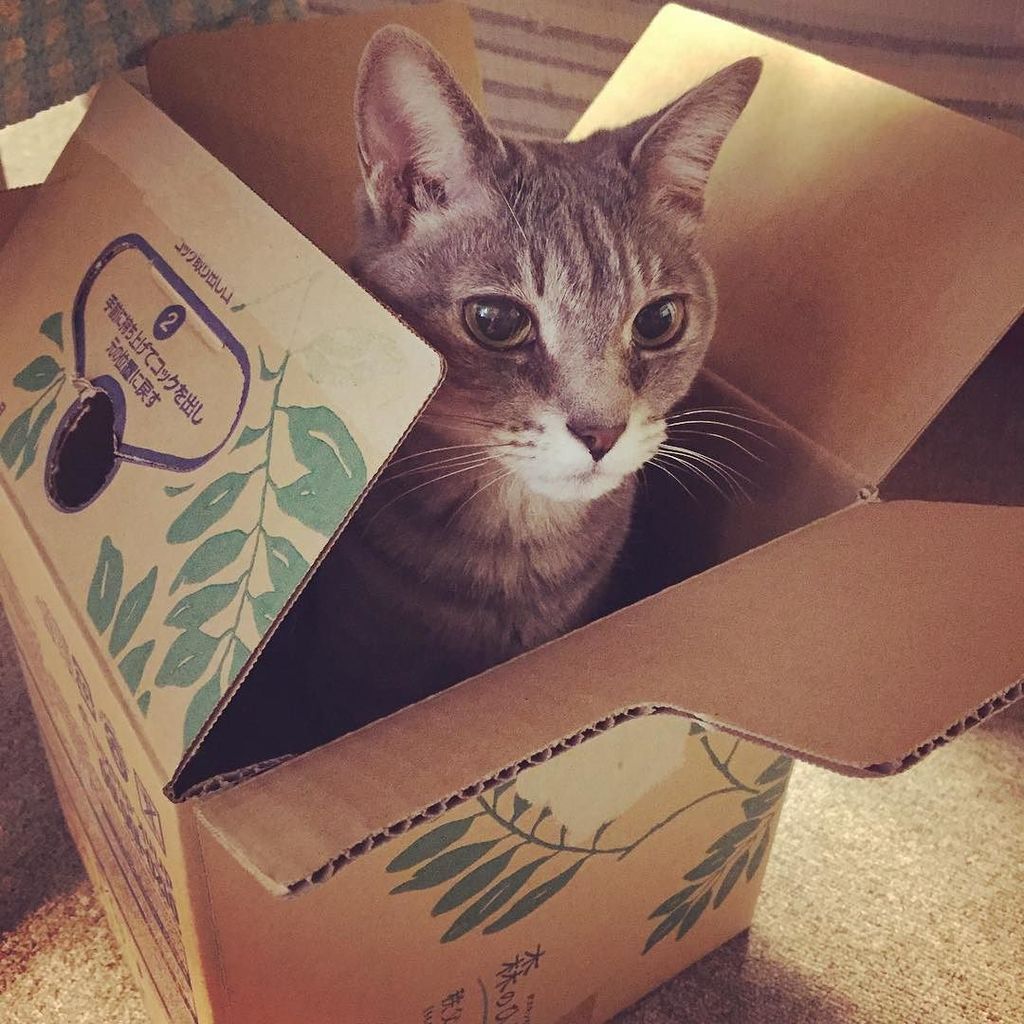 NaSka_Style's tweet photo. good morning
明け方��ンボール内で 丸まって熟睡していた まりかさん
#cat #bluetabby #morning #wakeup #wakeupcat #box … https://t.co/LxyWvIu8cq https://t.co/Qcce9lfAmv