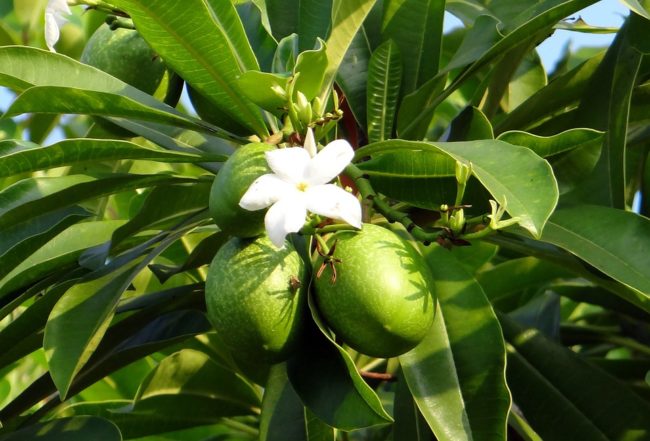 amargareth3272's tweet photo. People Are Killing Themselves By Eating The Fruit From This Tree : https://t.co/10diHC7KyY
#Carbera #Killing #OMG https://t.co/mwxXKdAaw3