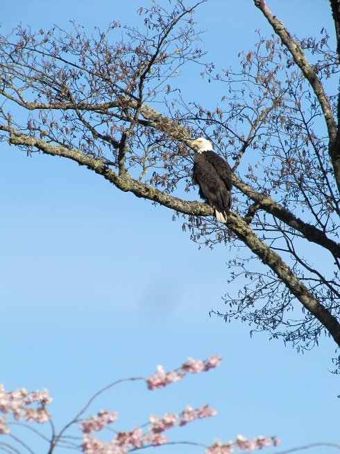 Spring in the air as the little birdies perch in the branches outside my office window and call to their mates...