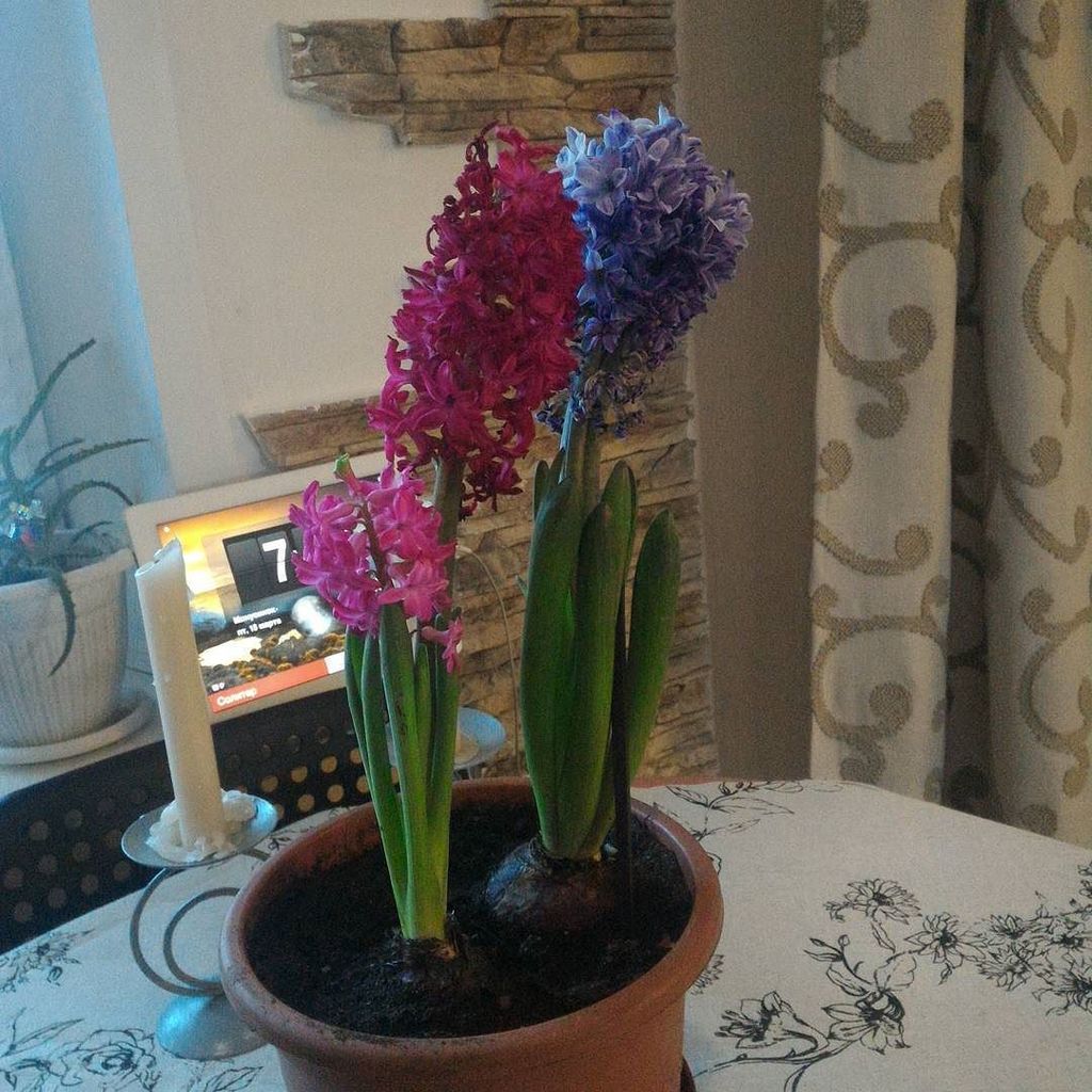 InstaMinusinsk's tweet image. весна# #март #цветыдома #гиацинт #минусинск
