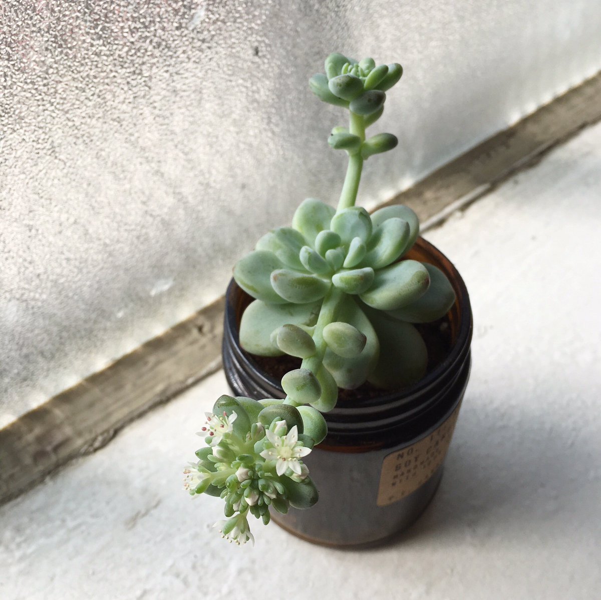 pfcandleco's tweet photo. This guy is so happy in his PF jar that he’s blooming! 😍🌿 #pfcandleco #thegoodlight https://t.co/eKeQ1fNSUM