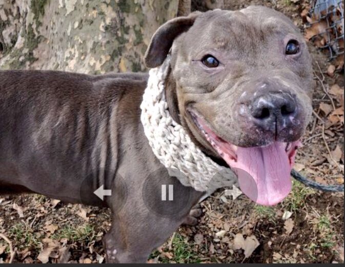 ruthmen's tweet image. PLS RT2BKILLED 3/18🆘 #NYC #DOGS 2B #ADOPT #FOSTER #RESCUE #PLEDGE nycdogs.urgentpodr.org/tarragon-a1066… @Canine_Rights @grm_chikn