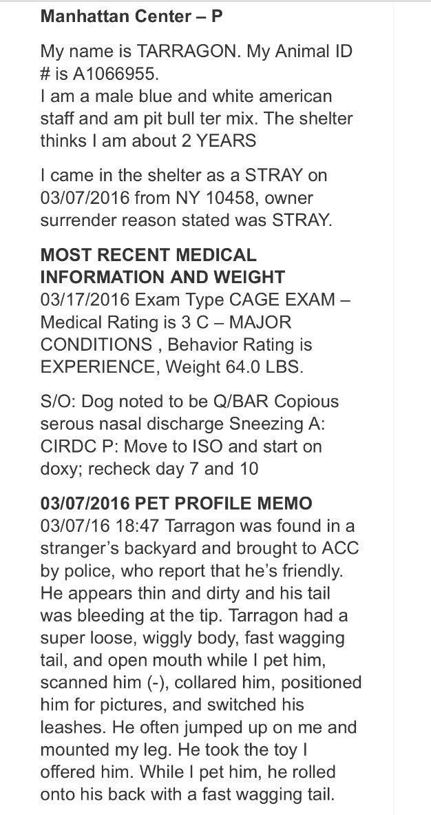 ruthmen's tweet image. PLS RT2BKILLED 3/18🆘 #NYC #DOGS 2B #ADOPT #FOSTER #RESCUE #PLEDGE nycdogs.urgentpodr.org/tarragon-a1066… @Canine_Rights @grm_chikn