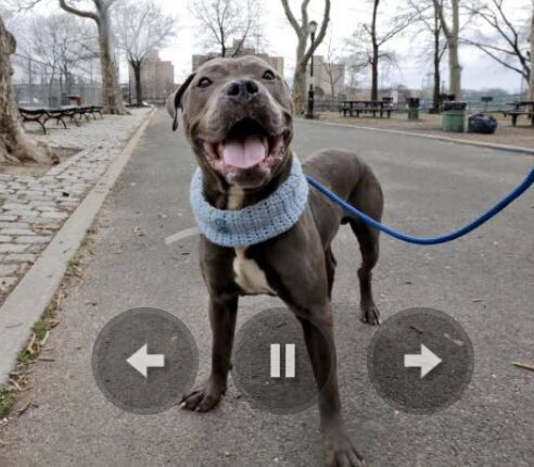 ruthmen's tweet image. PLS RT2BKILLED 3/18🆘 #NYC #DOGS 2B #ADOPT #FOSTER #RESCUE #PLEDGE nycdogs.urgentpodr.org/tarragon-a1066… @Canine_Rights @grm_chikn