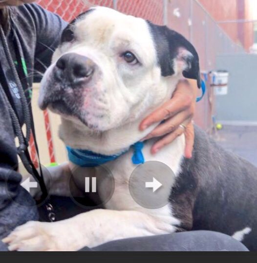 ruthmen's tweet image. PLS RT2BKILLED 3/18🆘 #NYC #DOGS 2B #ADOPT #FOSTER #RESCUE #PLEDGE nycdogs.urgentpodr.org/david-a1066883/ @Canine_Rights @grm_chikn