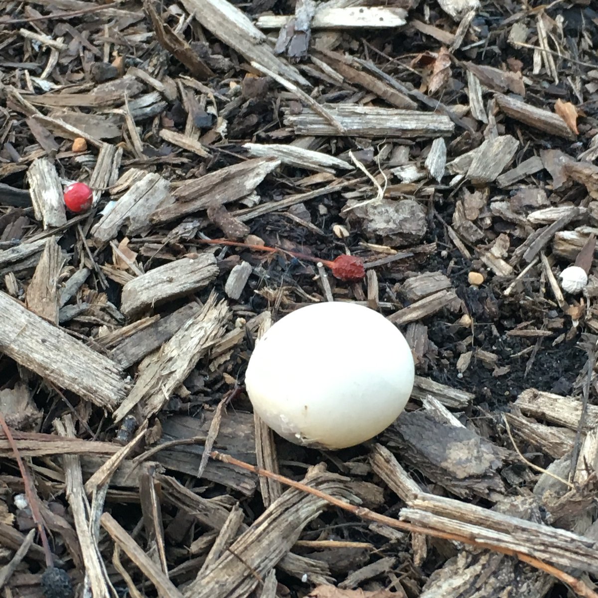 TrebickaT's tweet image. 🕊🕊🕊🐣🙊🙉🙈