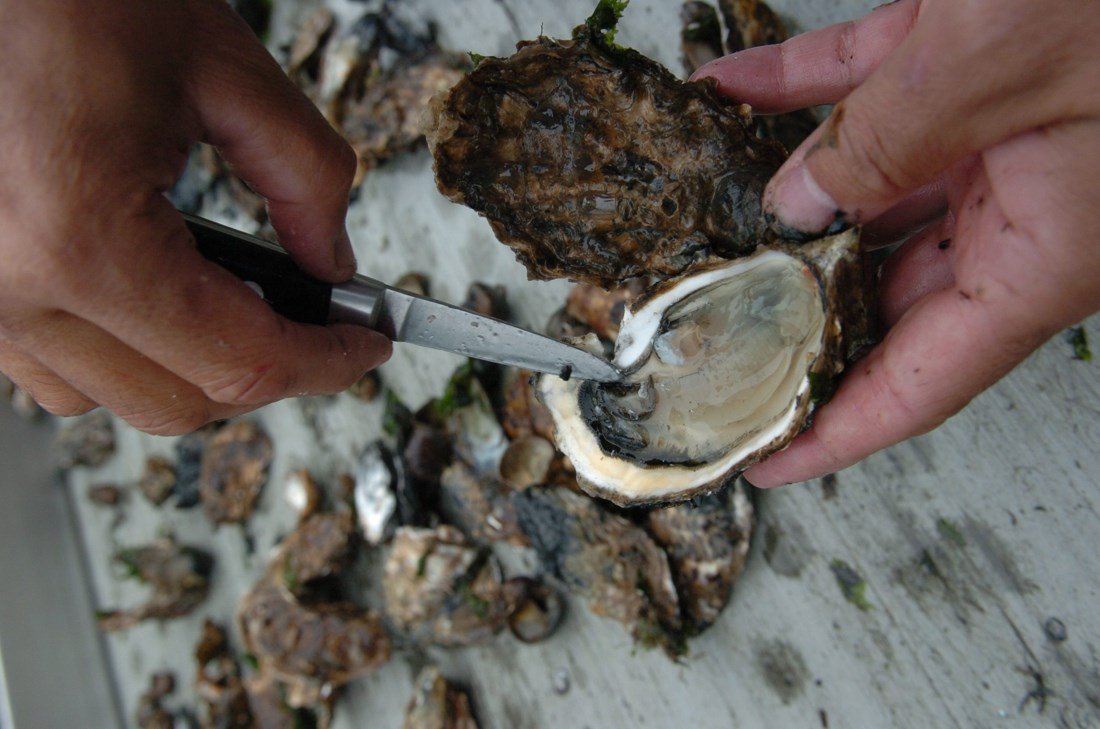 ScatterPlan's tweet image. Reddingsplan voor bedreigde Zeeuwse oesters buff.ly/1M4vCj0
#oesters #restaurant #horeca
