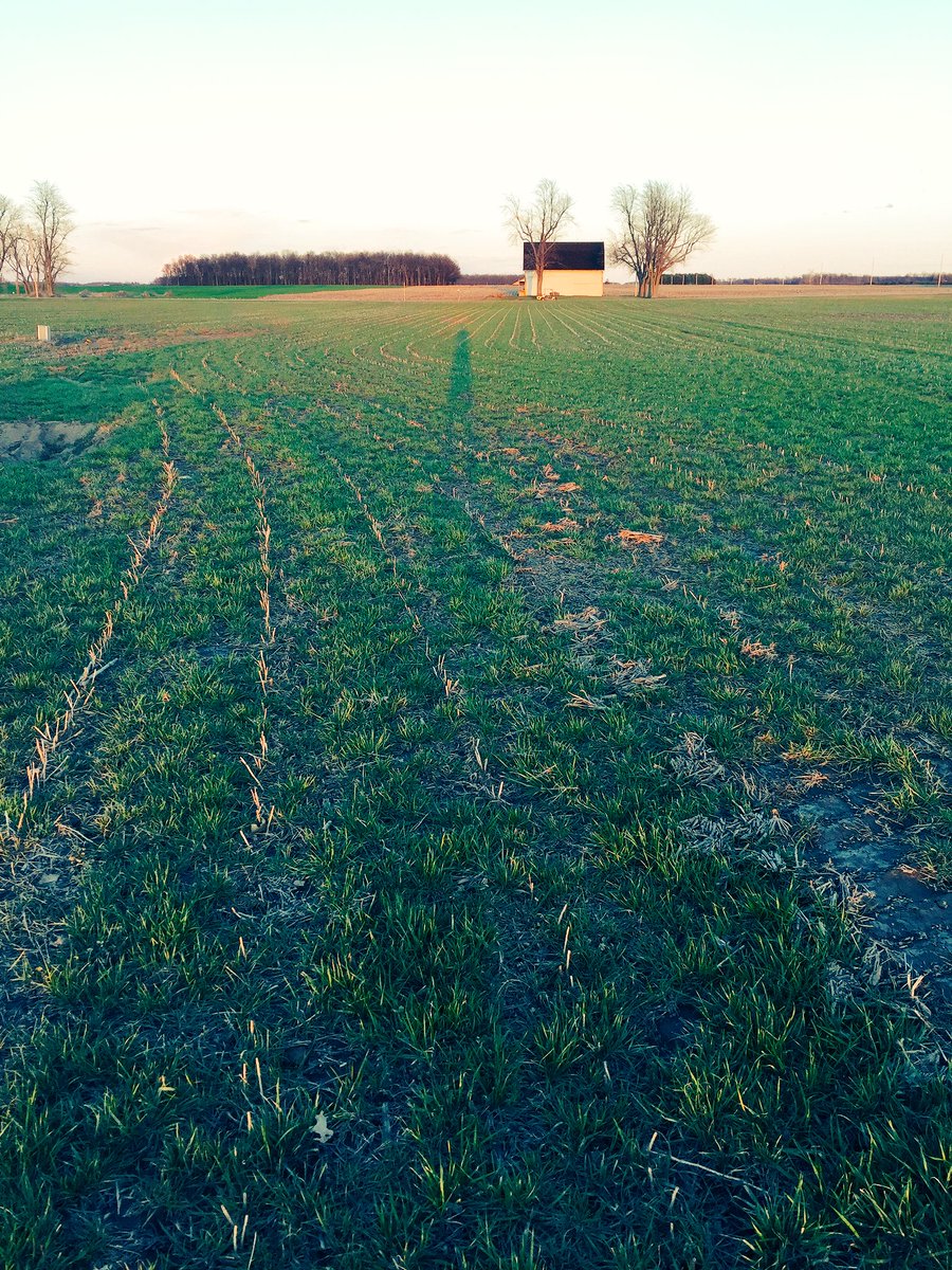 MikeWilleke's tweet photo. My type of St. Paddy's Day green #covercrops #buckeyesoilsolutions #plant16 https://t.co/ylHrUBnsoT
